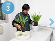 ステップ3.プロの目から植物の状態を判断し、交換など迅速に対応
