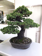 和風テイストを演出する松盆栽のレンタル
